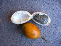 Passiflora maliformis image