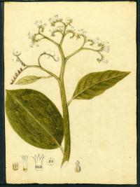 Image of Tournefortia hirsutissima