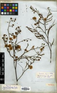 Image of Acacia tubulifera