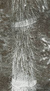 Astrocaryum standleyanum image