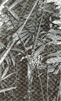 Image of Bactris coloniata