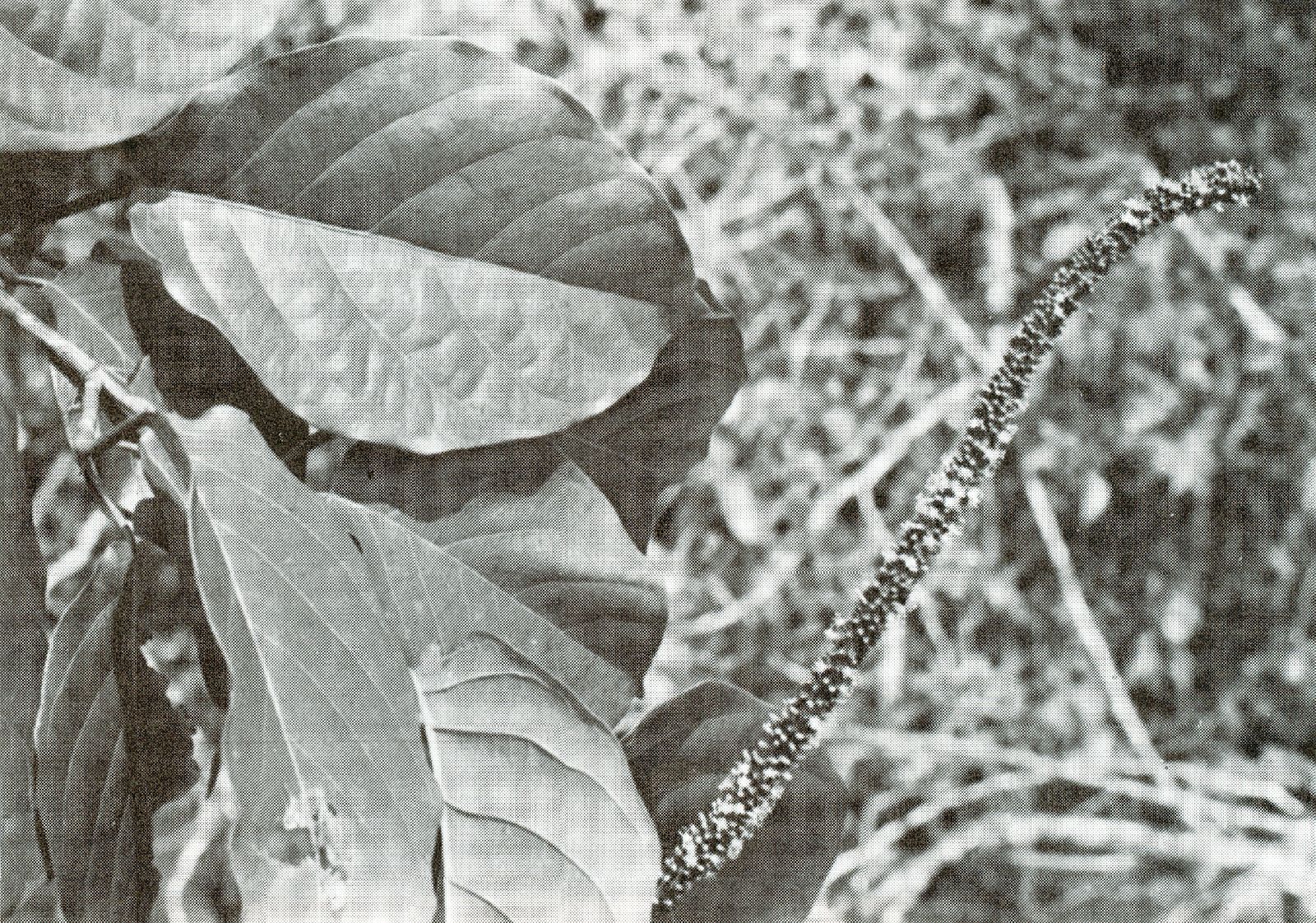 Coccoloba coronata image