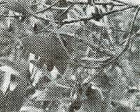 Image of Beilschmiedia pendula