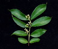 Eugenia coloradoensis image