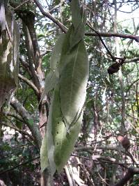 Brownea macrophylla image
