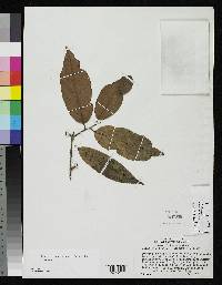 Image of Cathedra acuminata