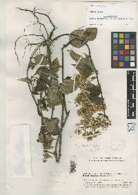 Mikania turbaricola image