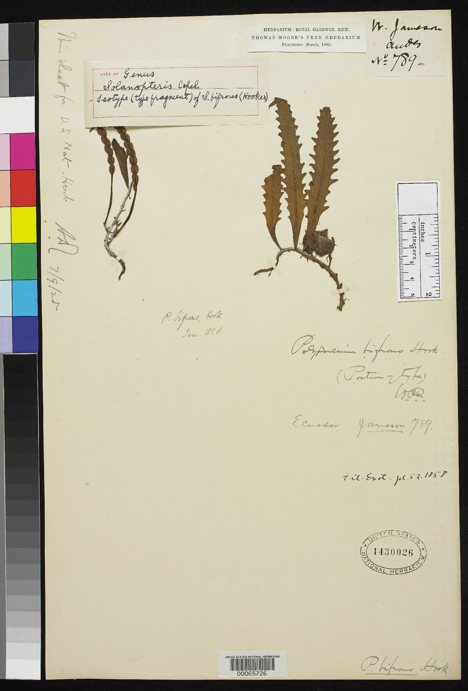 Polypodium bifrons image