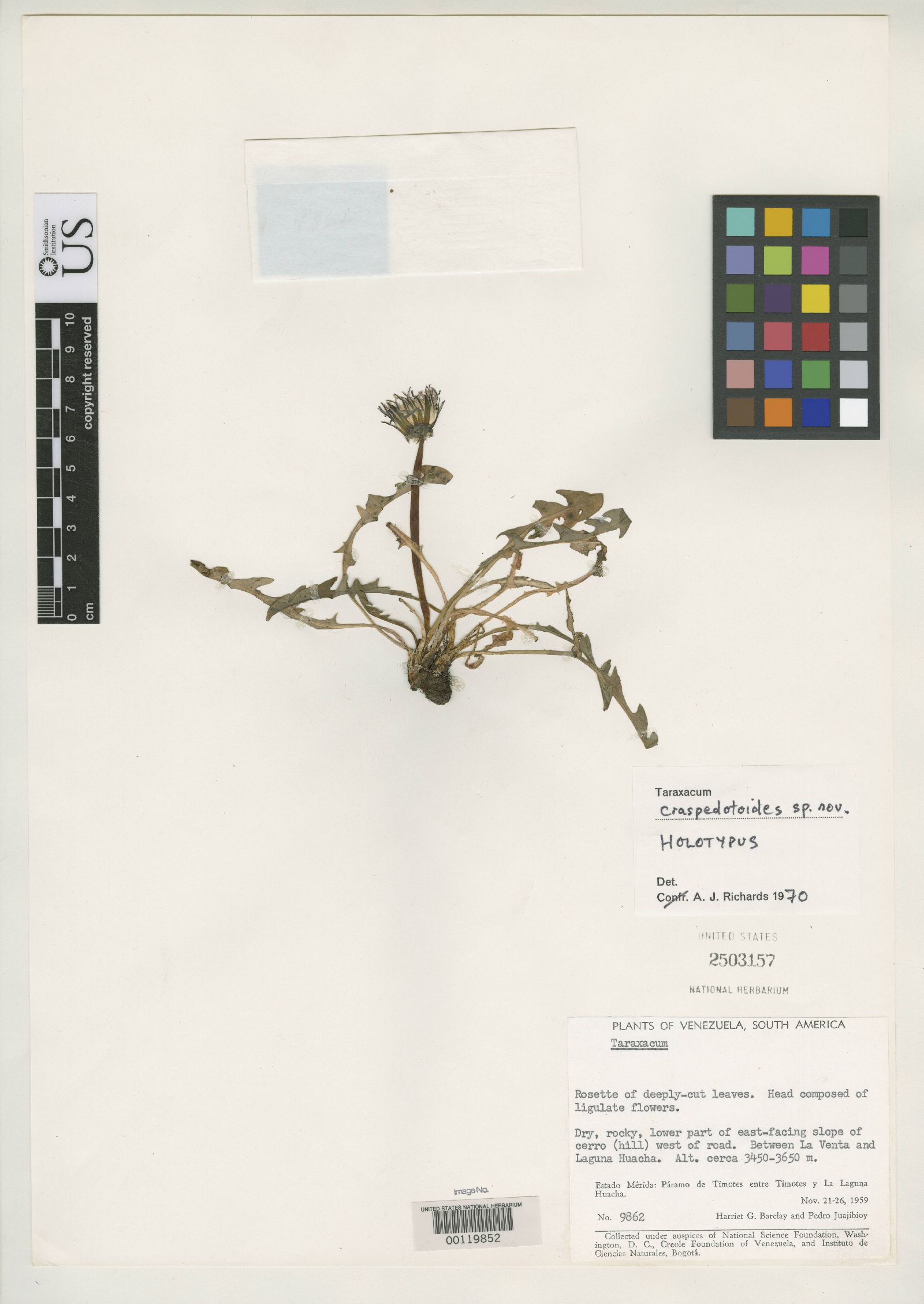 Taraxacum craspedotoides image