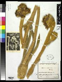 Espeletia congestiflora image