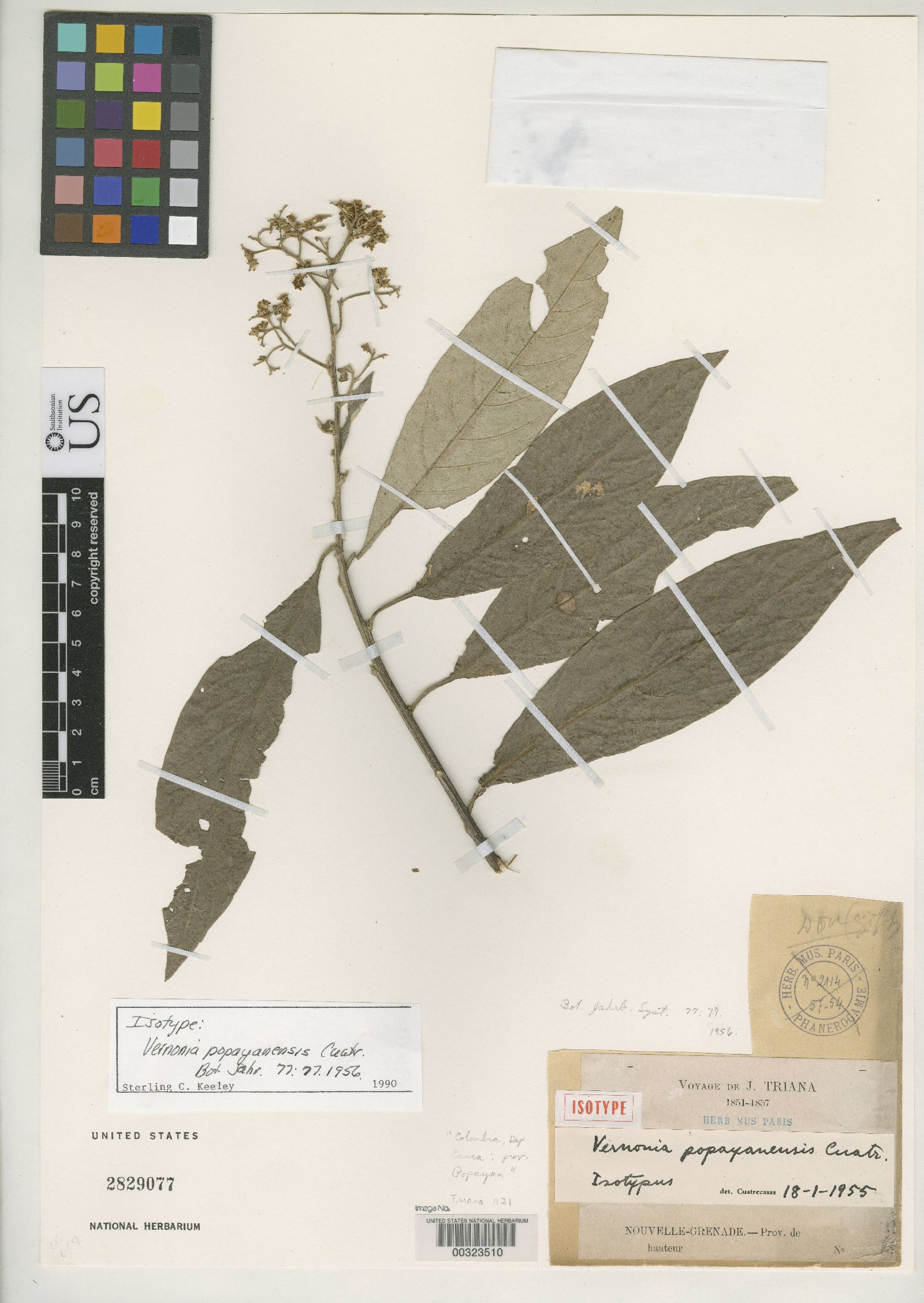 Critoniopsis popayanensis image