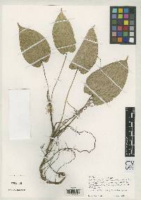 Anthurium brachypodum image
