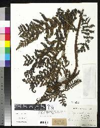 Cyathea parvifolia image