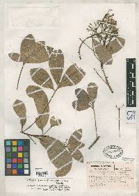 Anacardium parvifolium image