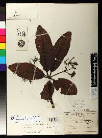 Rauvolfia pentaphylla image