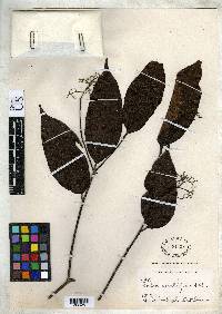 Cordia scabrifolia image