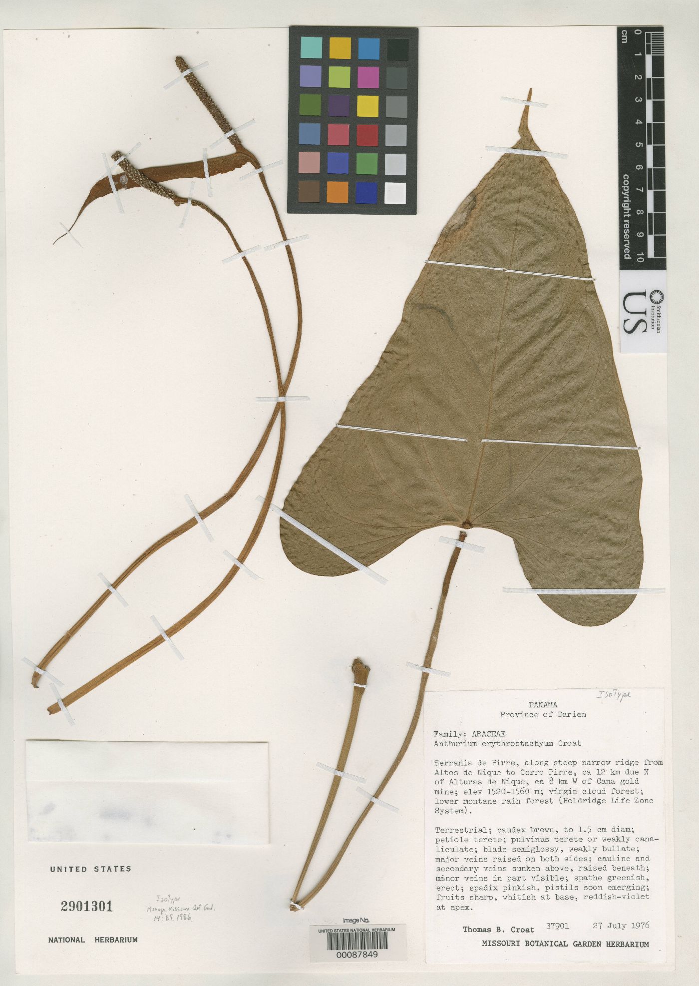 Anthurium erythrostachyum image