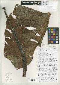 Philodendron chiriquense image