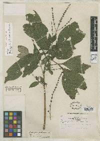 Pseuderanthemum cuspidatum image