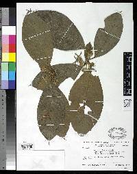 Amaioua guianensis image