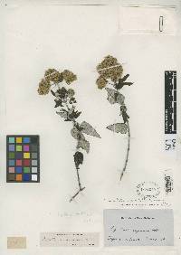 Cronquistianthus trianae image