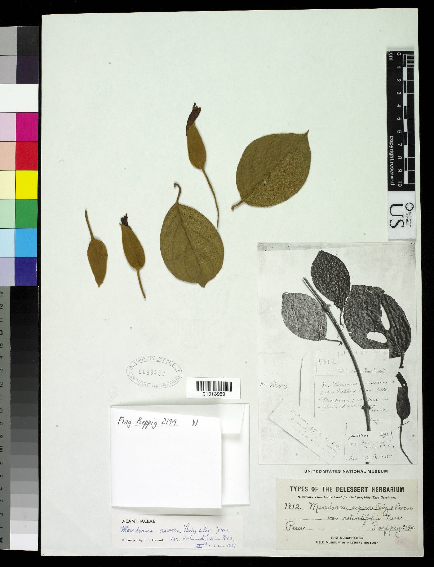Mendoncia rotundifolia image