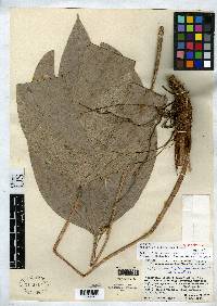 Anthurium cineraceum image