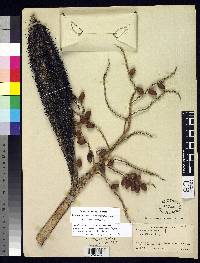 Desmoncus myriacanthos image