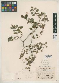 Begonia diffusa image