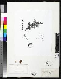 Begonia segregata image