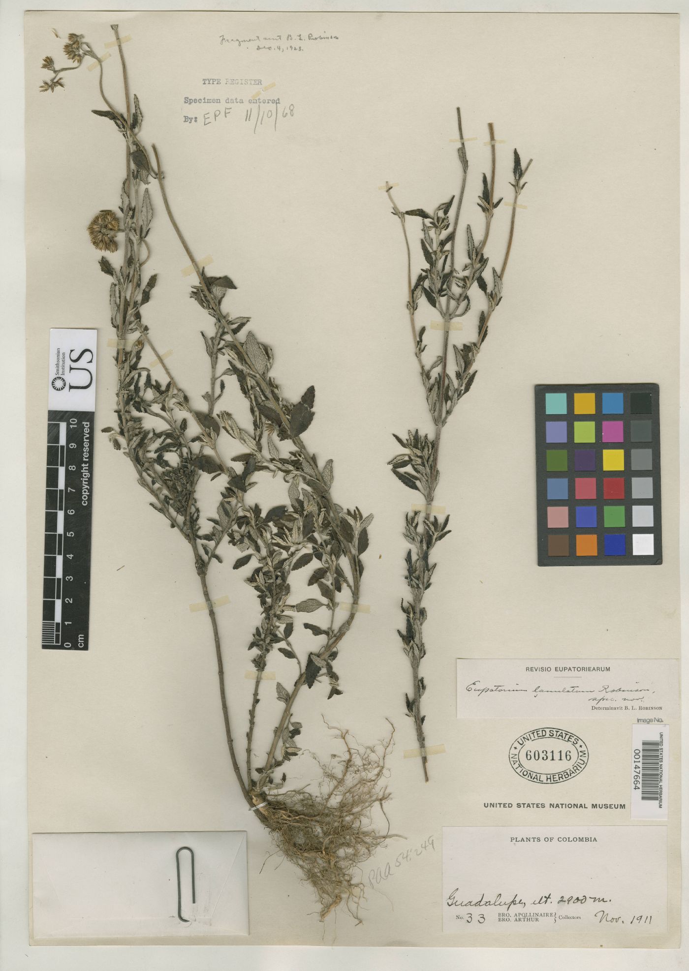 Lourteigia lanulata image