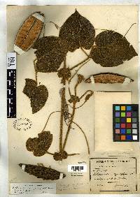 Amphilophium pannosum image