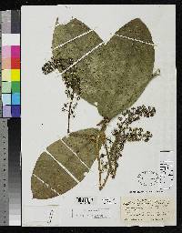 Schefflera epiphytica image