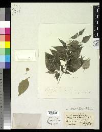 Wedelia heterophylla image