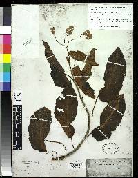 Begonia coccinea image