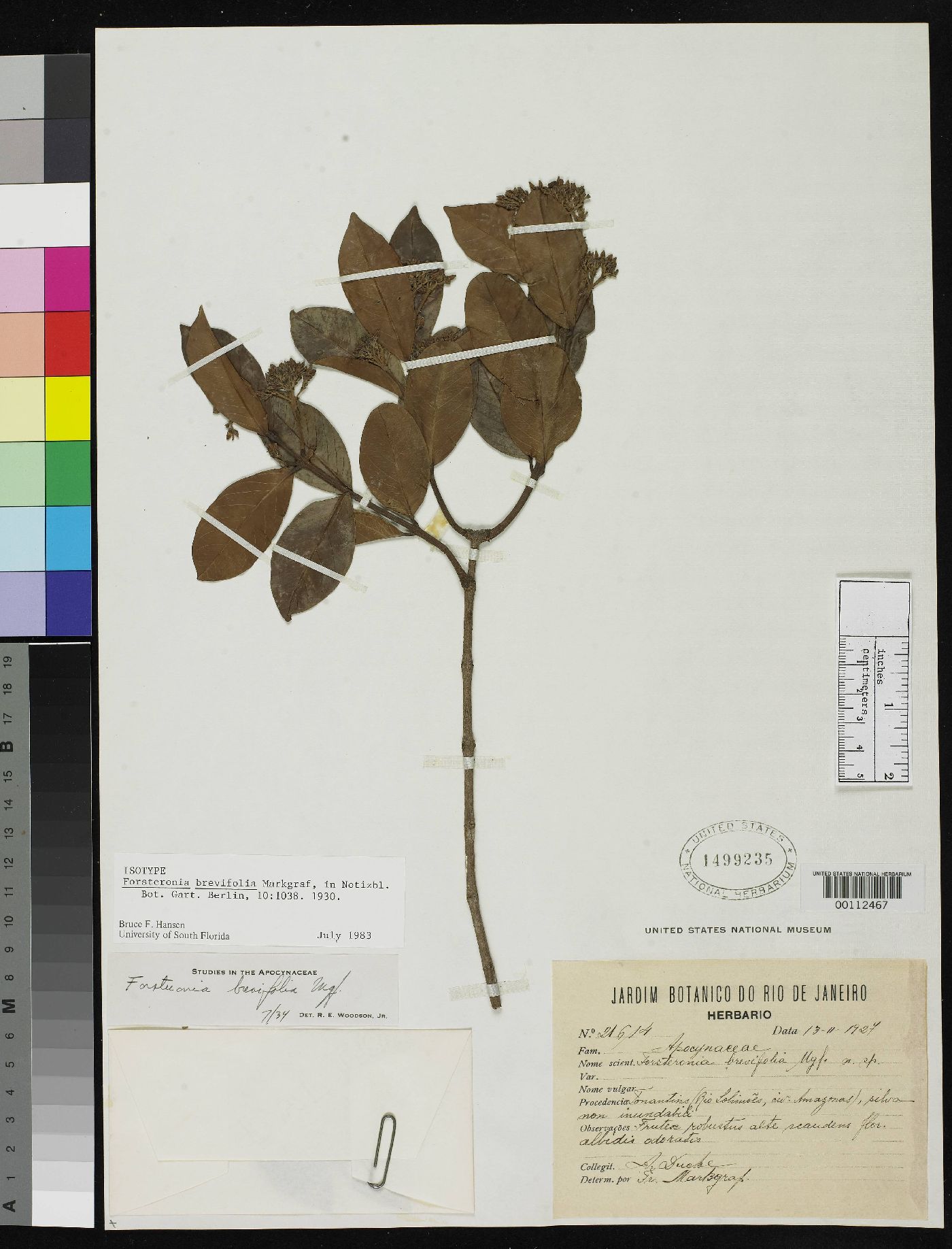 Forsteronia brevifolia image