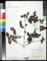 Chomelia barbellata image