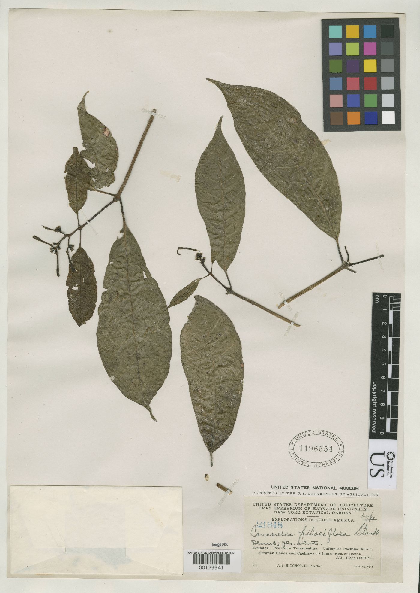 Coussarea pilosiflora image