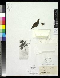 Polymnia fruticosa image