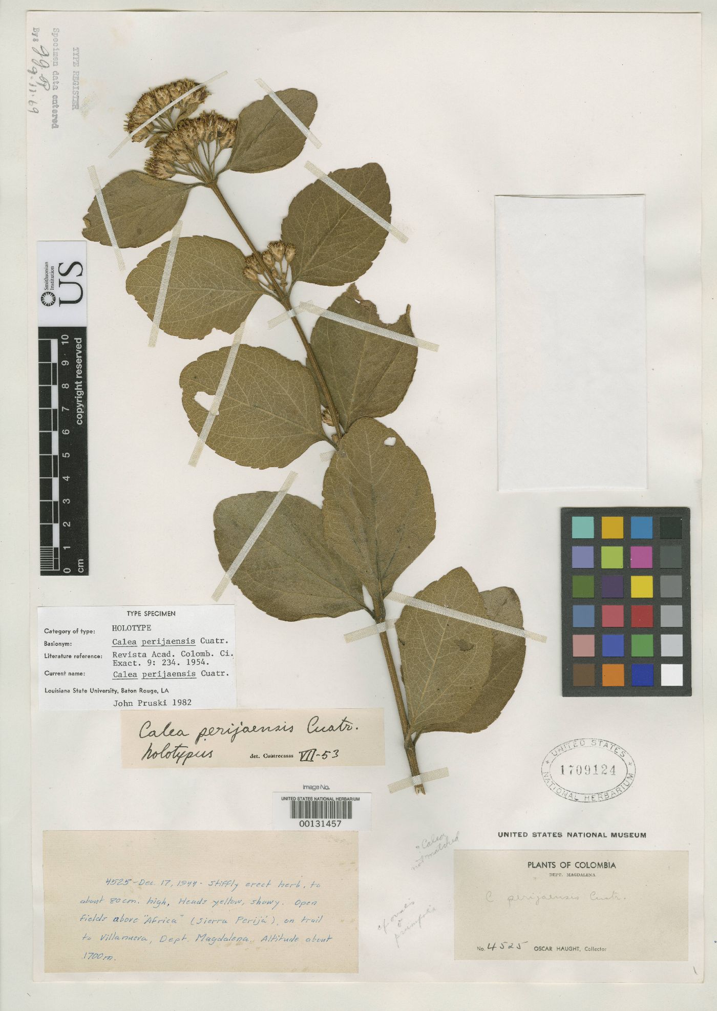 Calea perijaensis image