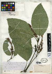 Justicia phlebophylla image