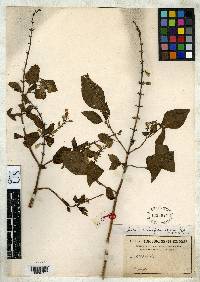 Image of Salvia ocimifolia