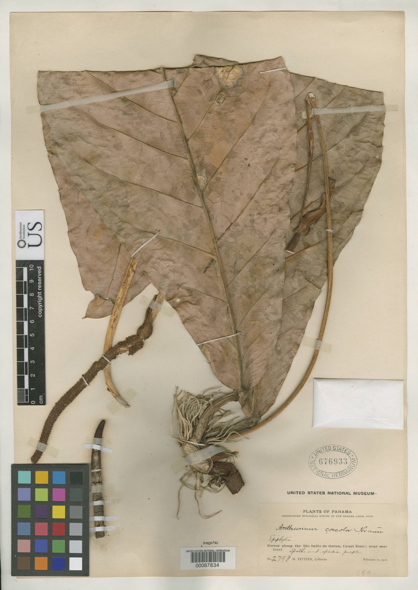 Anthurium concolor image
