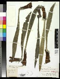 Espeletia perijaensis image