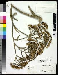 Paragynoxys undatifolia image