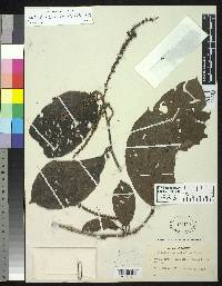 Coccoloba lehmannii image
