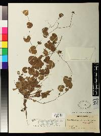 Aristolochia nummularifolia image
