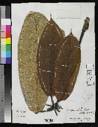 Schefflera heterotricha image