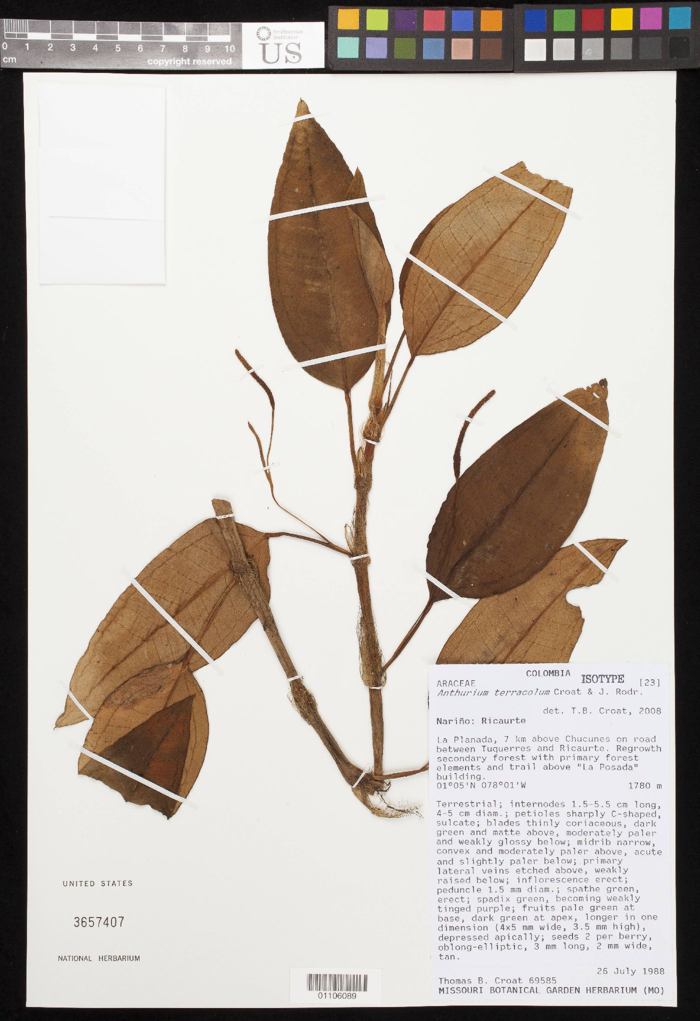 Anthurium terracola image