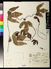 Aristolochia trilobata image
